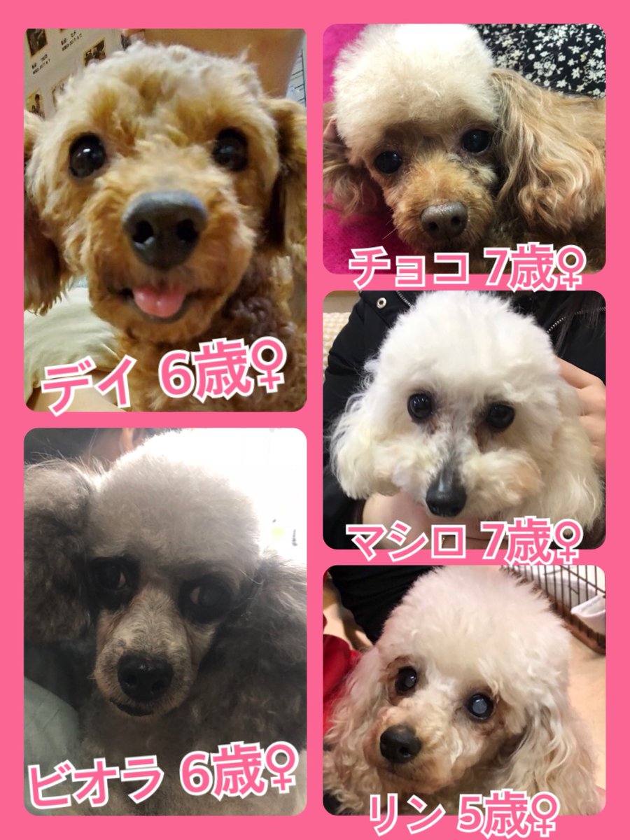 🐾今日の里親様募集中ワンコ🐶メンバーです🐾2020,3,1